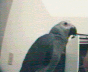 bird4.gif (18516 bytes)